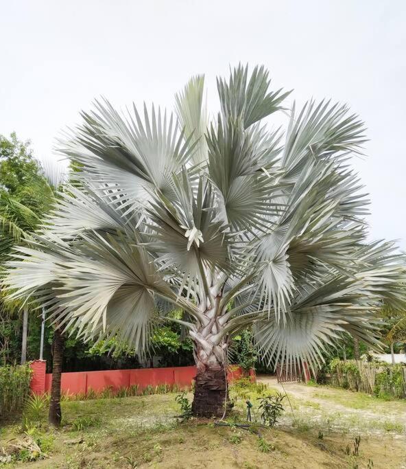 Casa Cumuruxatiba, Natureza E Charme المظهر الخارجي الصورة
